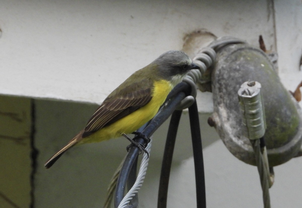 ハイボウシヒタキモドキ - ML646964472