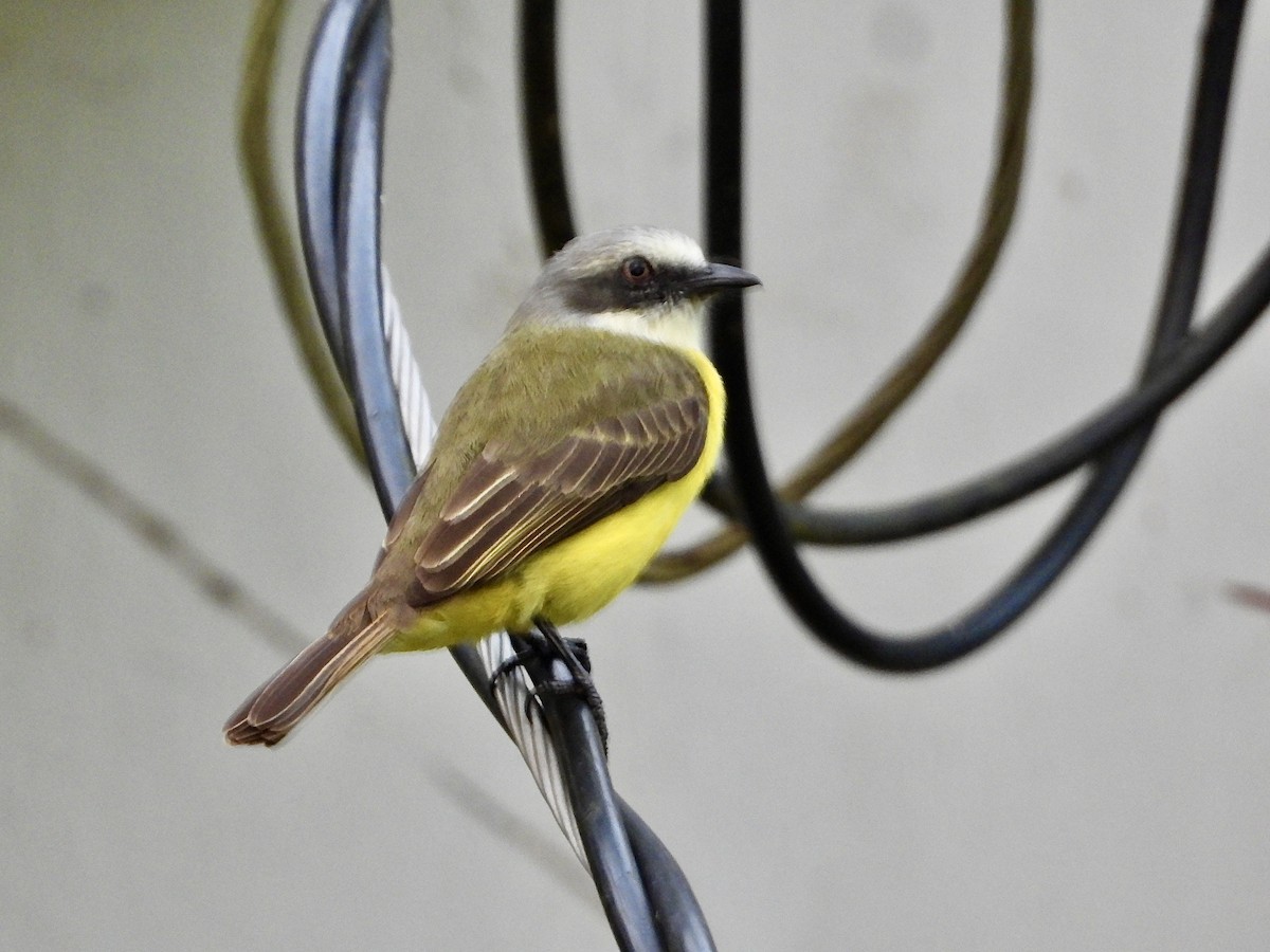 ハイボウシヒタキモドキ - ML646964473