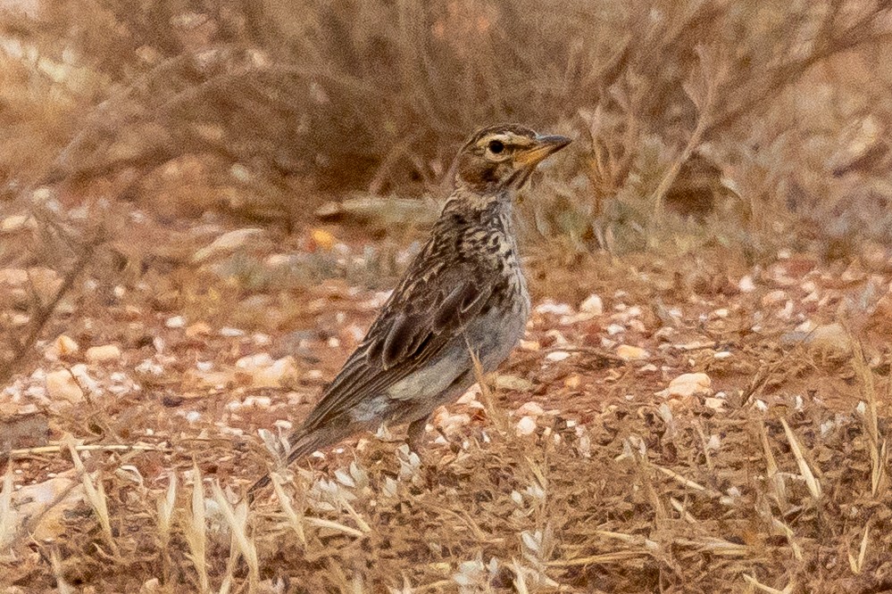 Large-billed Lark - ML646964476