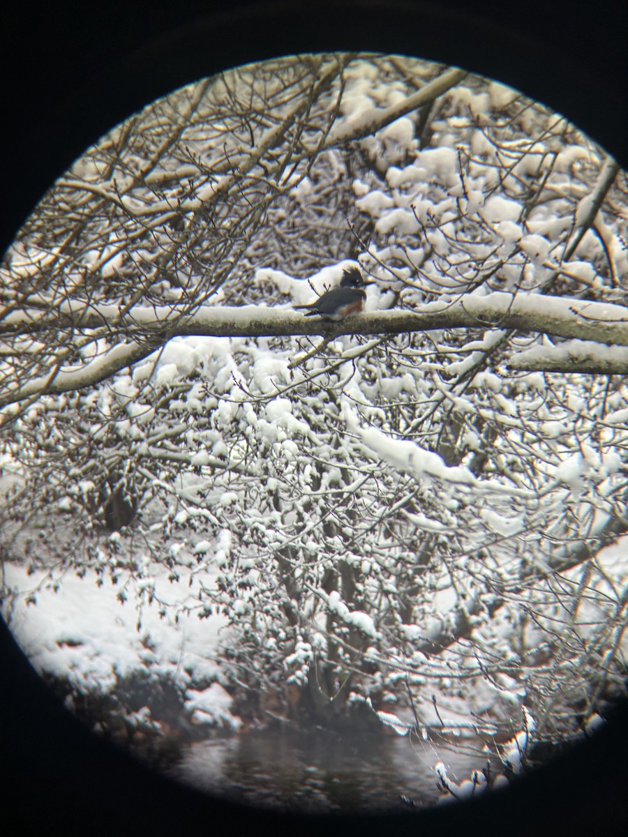 Belted Kingfisher - ML646964477