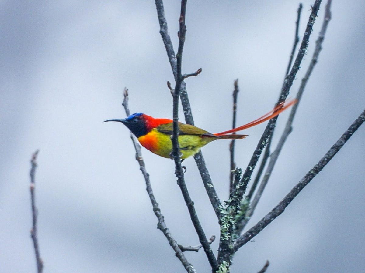 ildstjertsolfugl - ML646964478