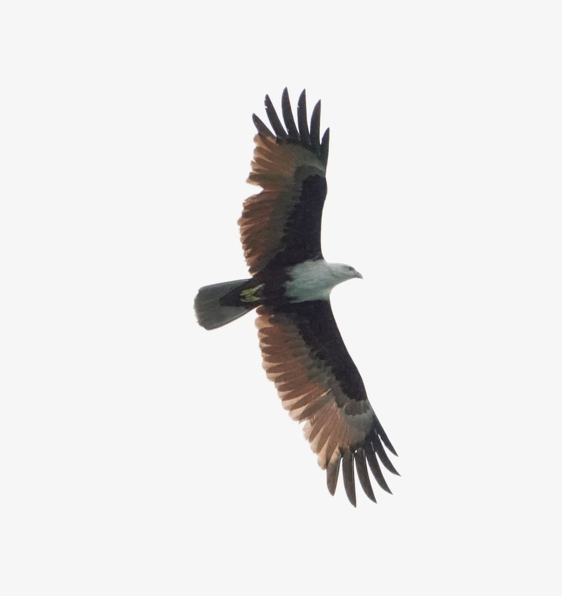 Brahminy Kite - ML646964480