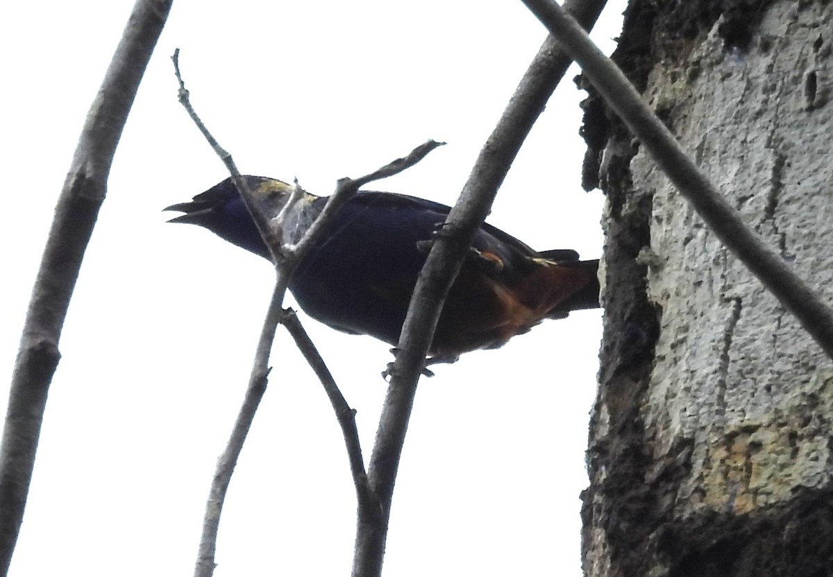 Tangara Velia (Velia) - ML646964481