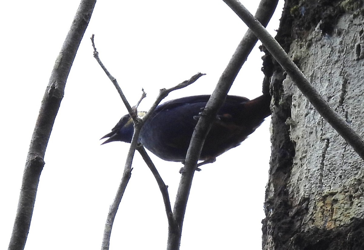 Tangara Velia (Velia) - ML646964482