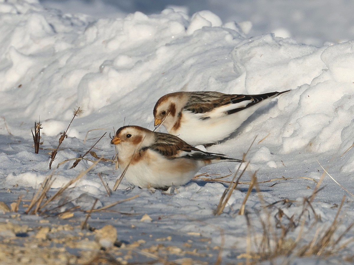 Snow Bunting - ML646964483
