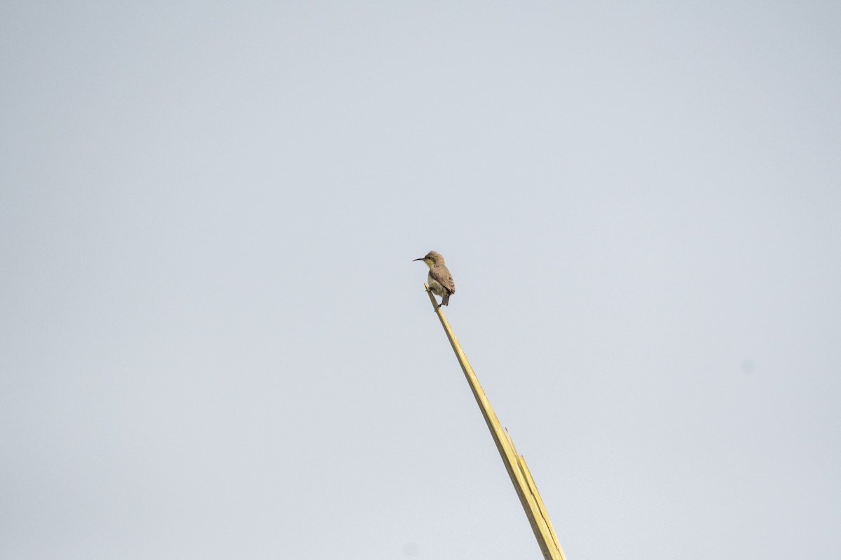 Purple Sunbird - ML646964485