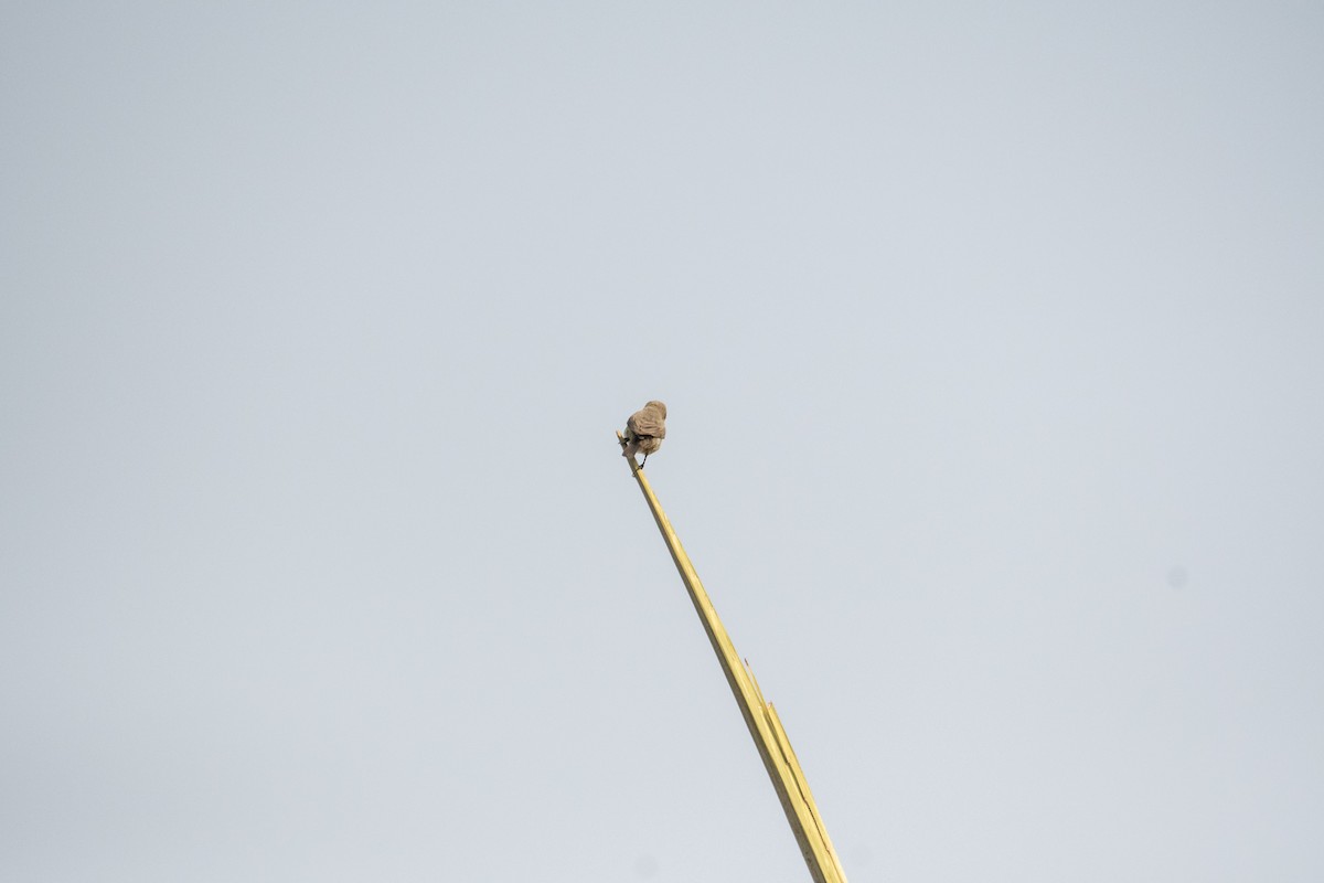 Purple Sunbird - ML646964486