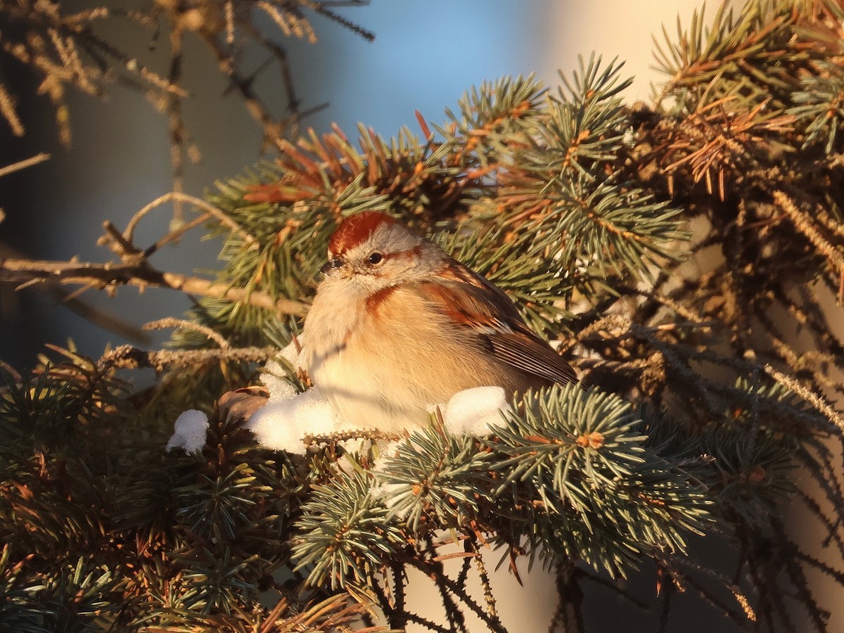 American Tree Sparrow - ML646964496