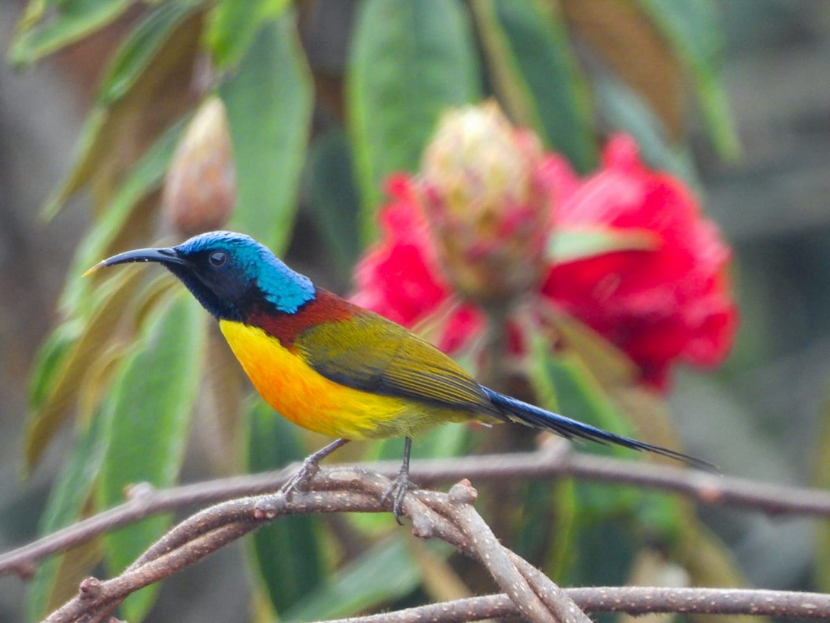 grønnstjertsolfugl - ML646964498