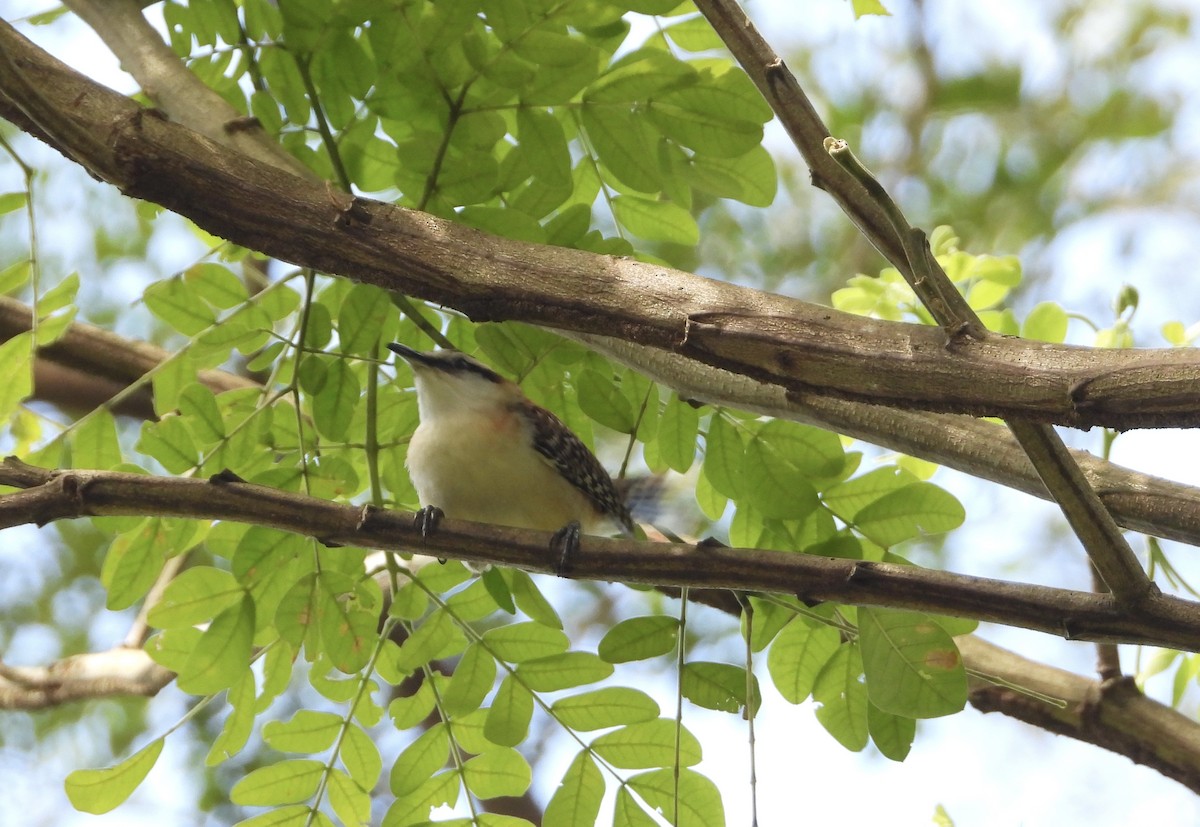 Rufous-backed Wren - ML646964499