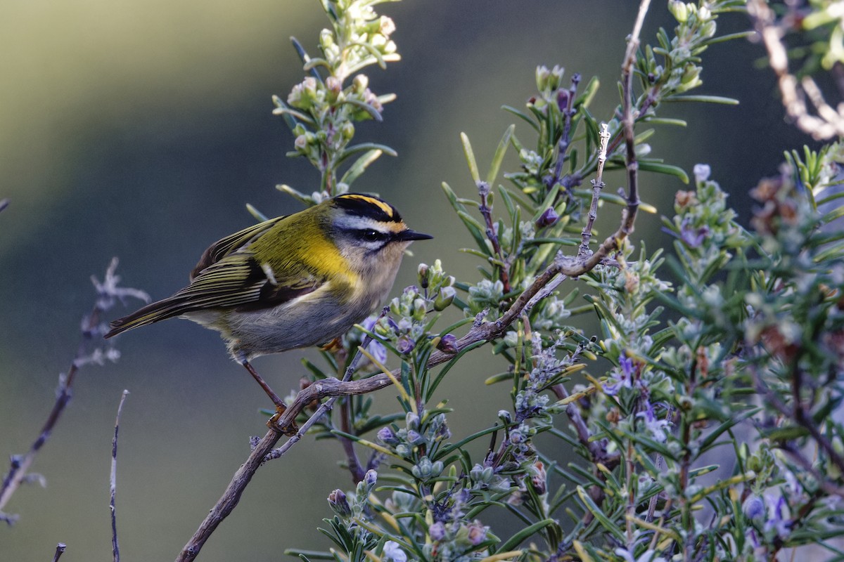 Common Firecrest - ML646964500