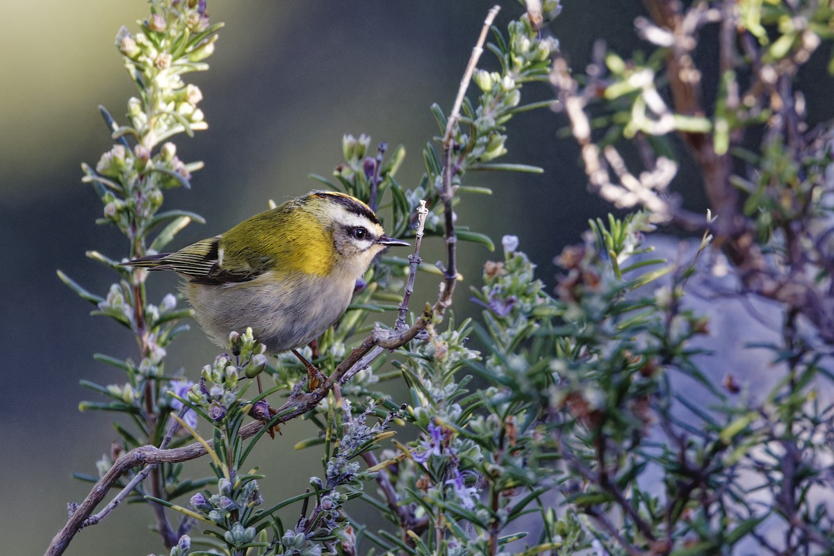 Common Firecrest - ML646964501