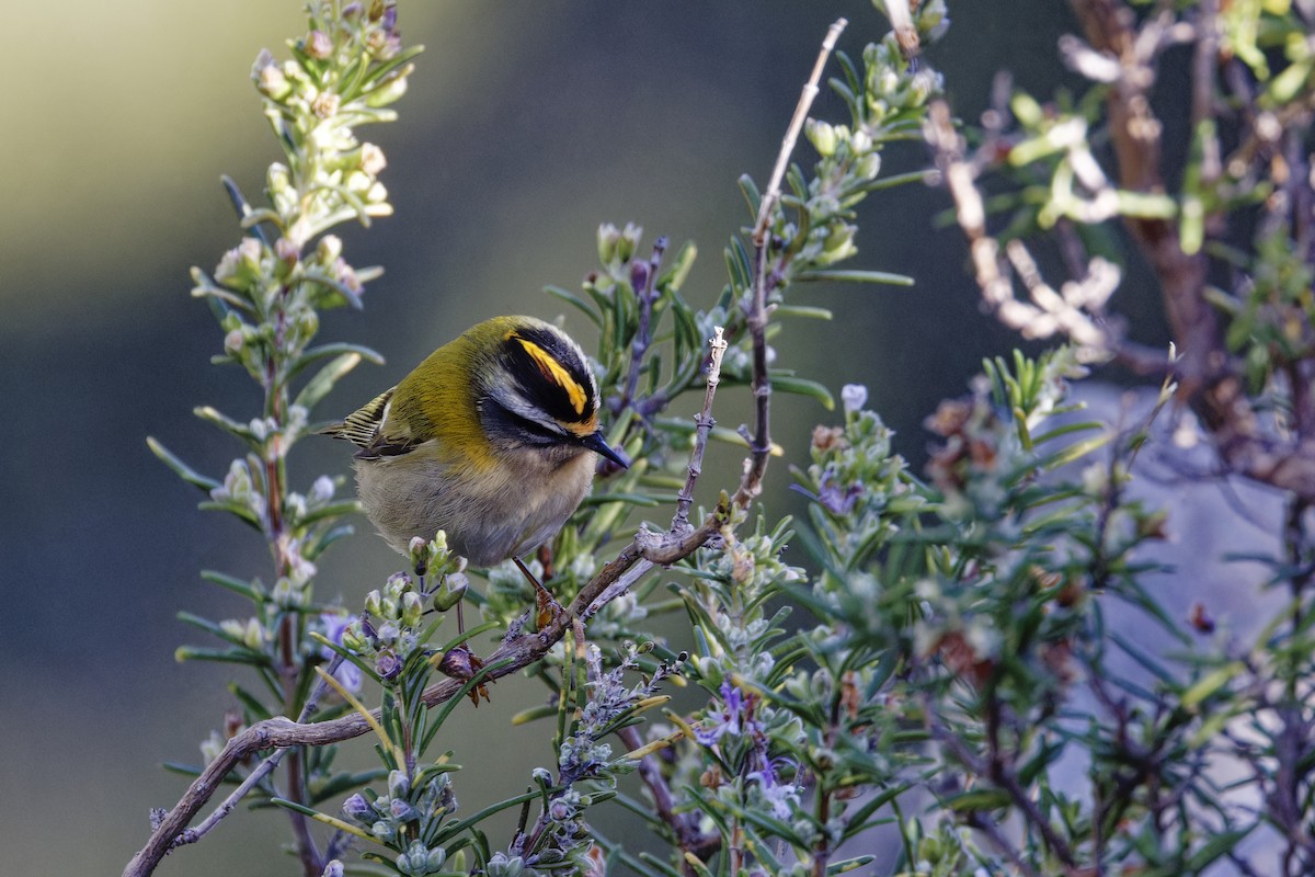 Common Firecrest - ML646964502