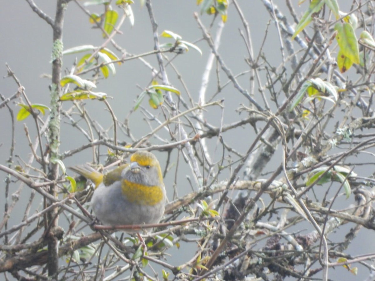 rododendronfink - ML646964504