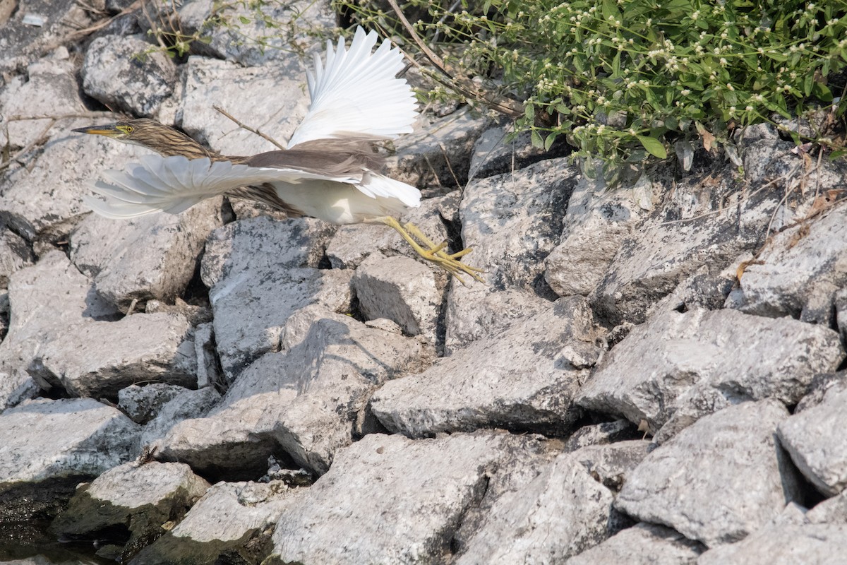 Indian Pond-Heron - ML646964505