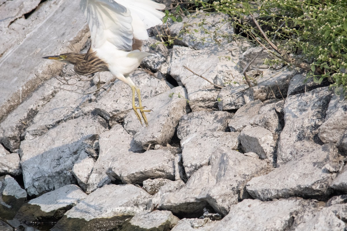 Indian Pond-Heron - ML646964506