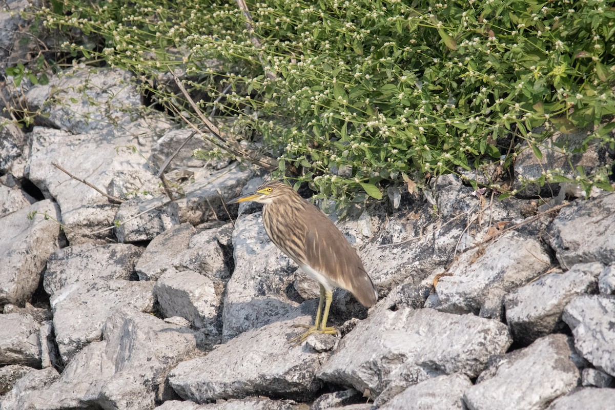 Indian Pond-Heron - ML646964507