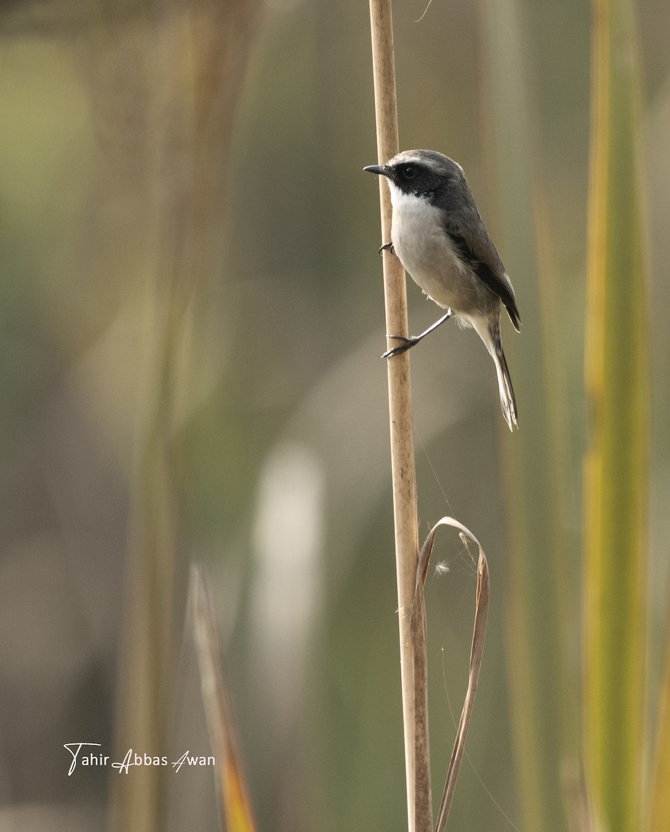 Tarier gris - ML646964508