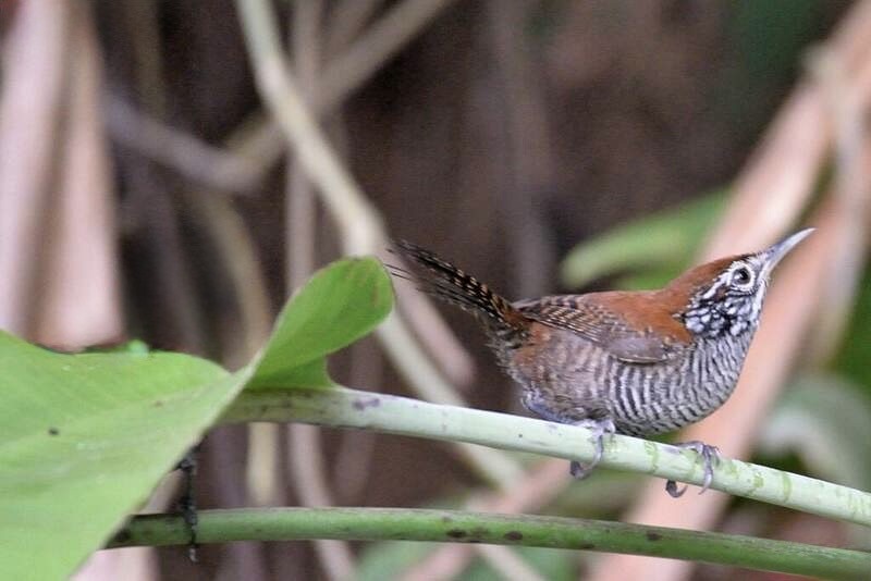 カワマユミソサザイ - ML646964509