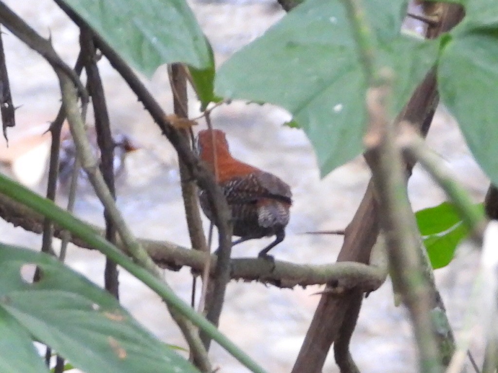 カワマユミソサザイ - ML646964510