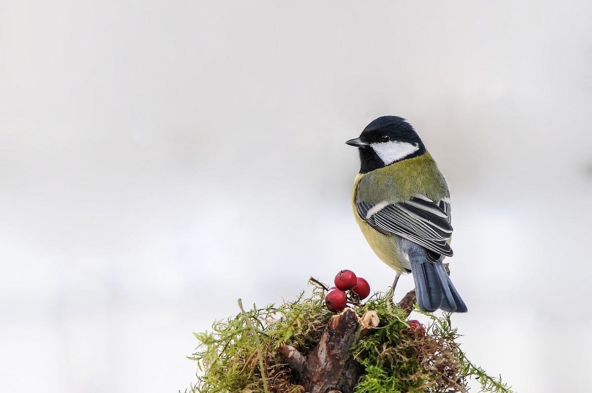 Great Tit - ML646964511