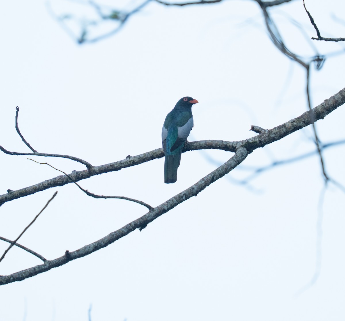 Slaty-tailed Trogon - ML646964514