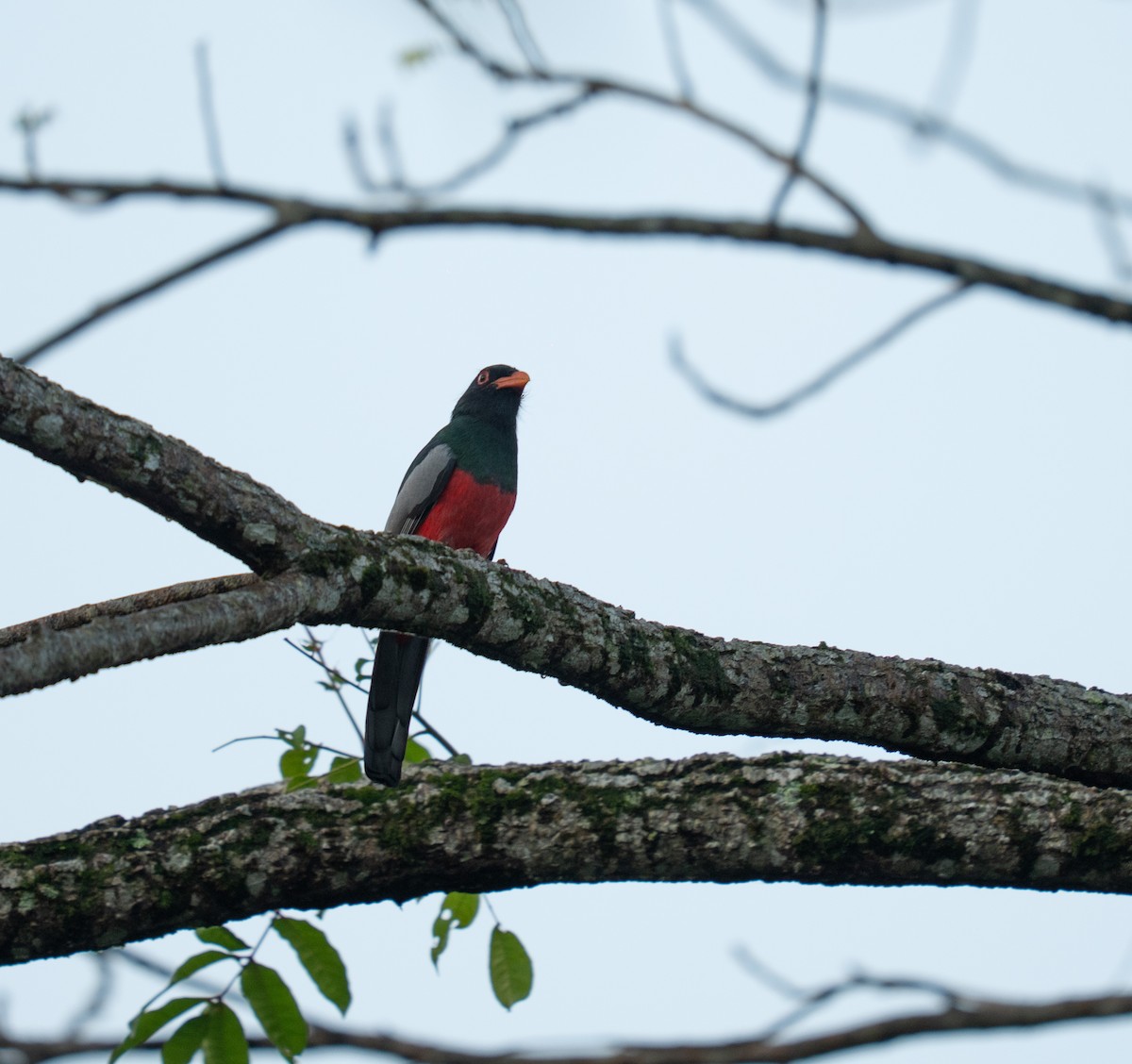 Slaty-tailed Trogon - ML646964515