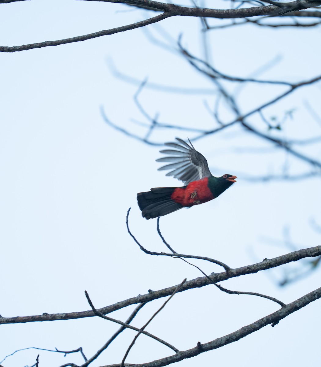 Slaty-tailed Trogon - ML646964516