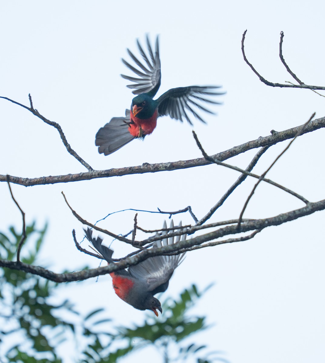 Slaty-tailed Trogon - ML646964517