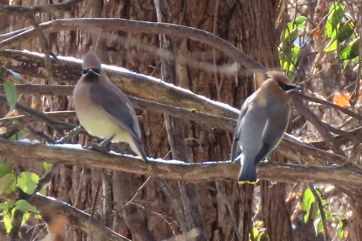 Cedar Waxwing - ML646964518