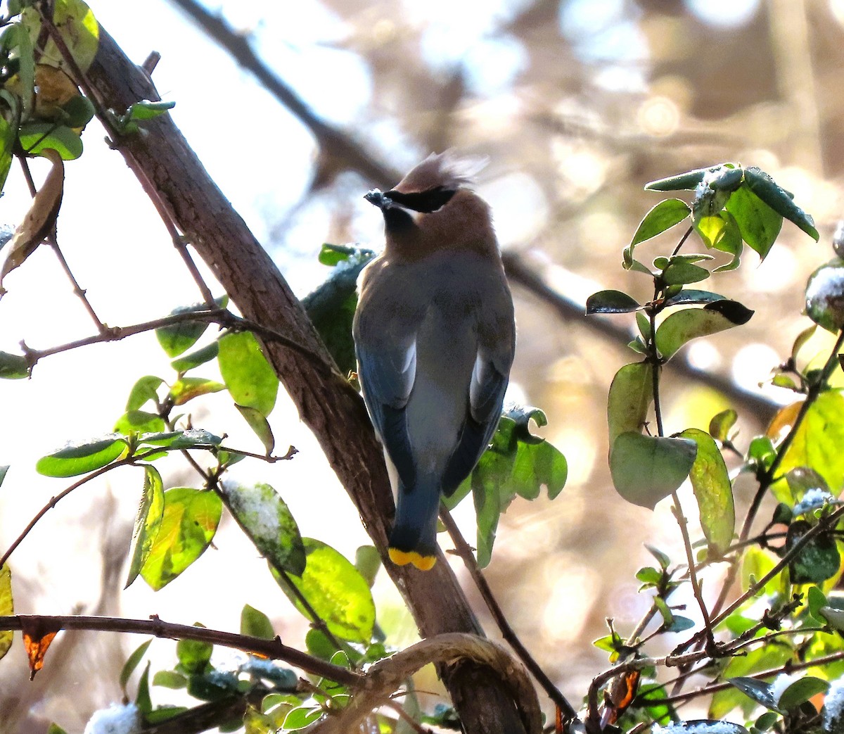 Cedar Waxwing - ML646964519