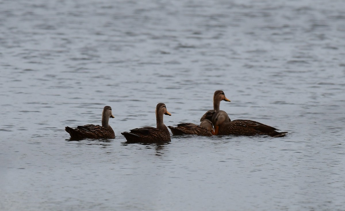Mottled Duck - ML646964520