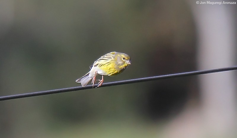 Serin cini - ML646964521