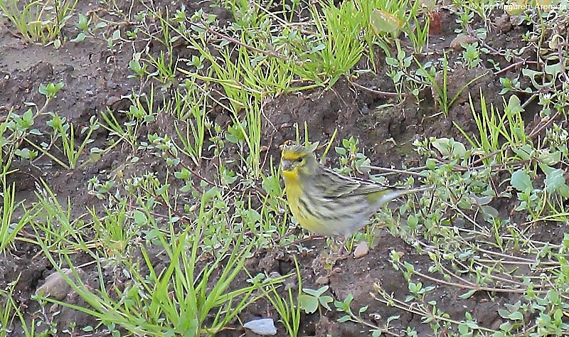 Serin cini - ML646964522