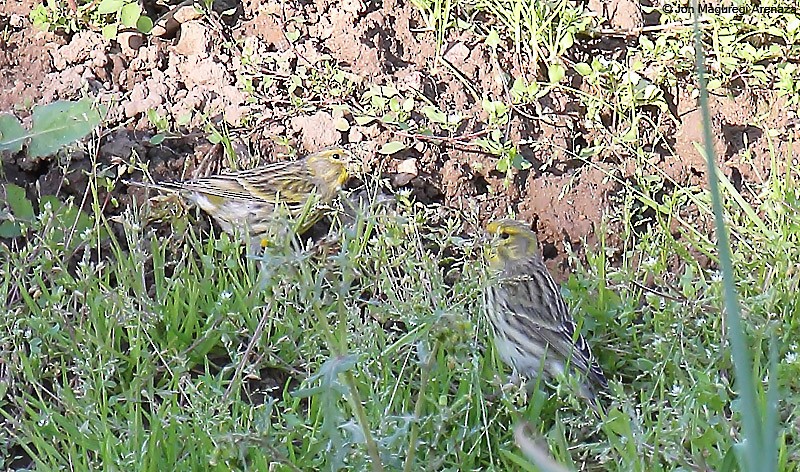 Serin cini - ML646964523