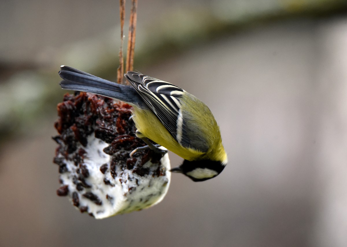 Great Tit - ML646964525