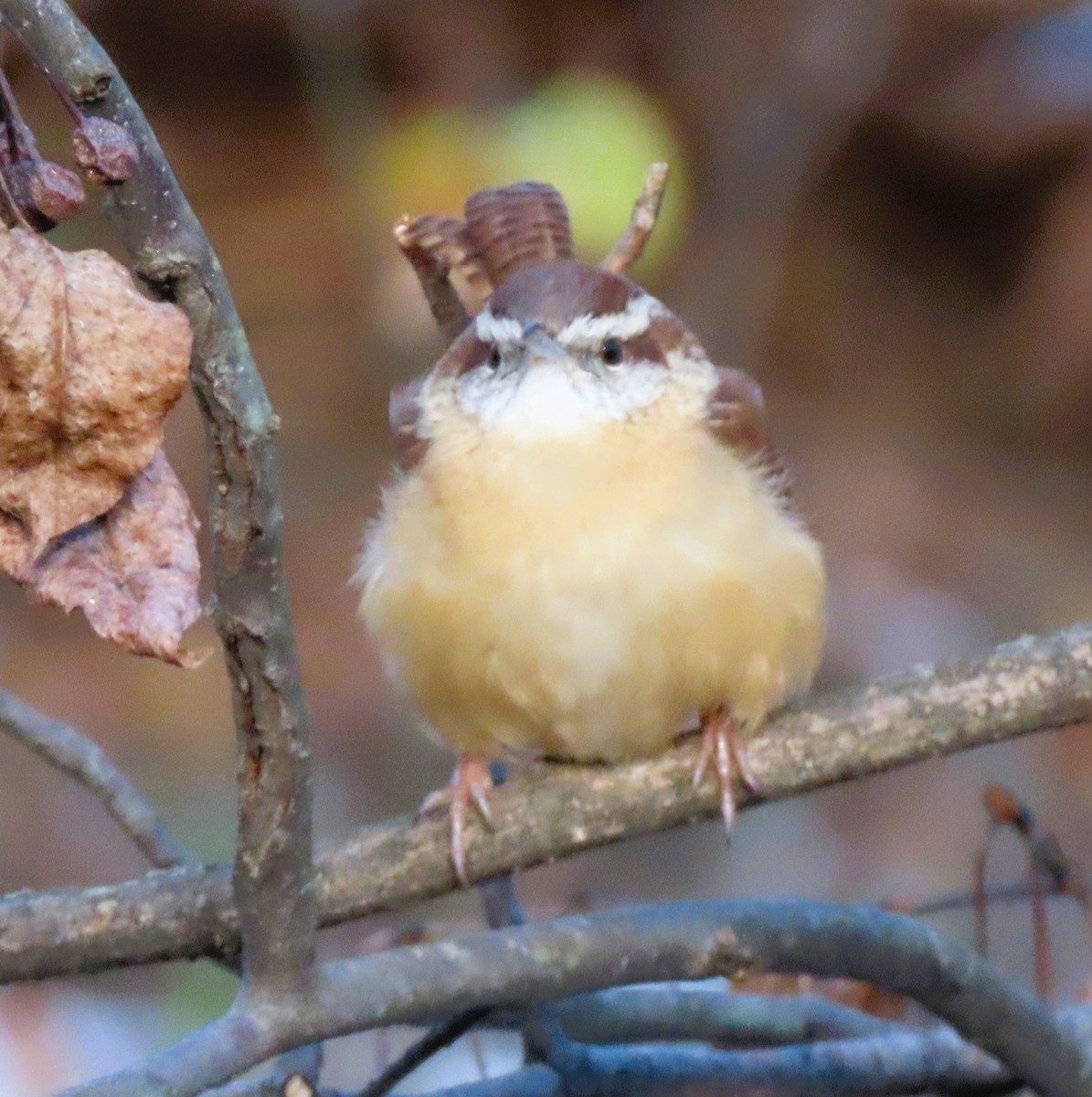 Carolina Wren - ML646964526
