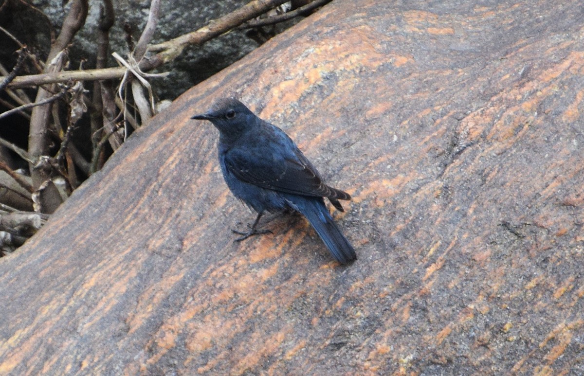 Синий каменный дрозд - ML646964528