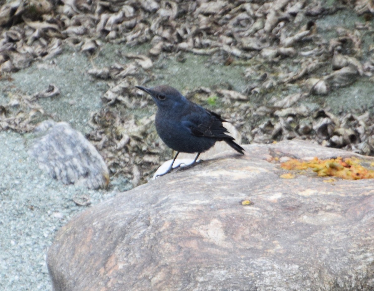 Синий каменный дрозд - ML646964529