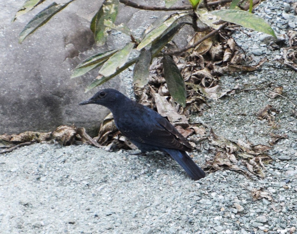 Синий каменный дрозд - ML646964530