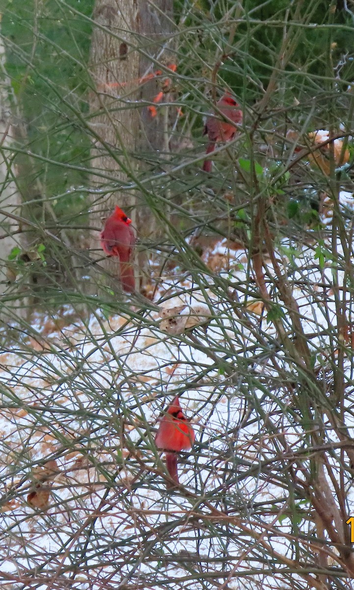 Northern Cardinal - ML646964531