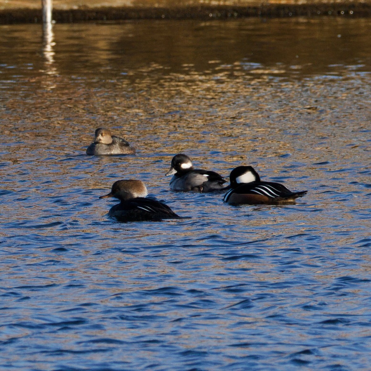 Bufflehead - ML646964532