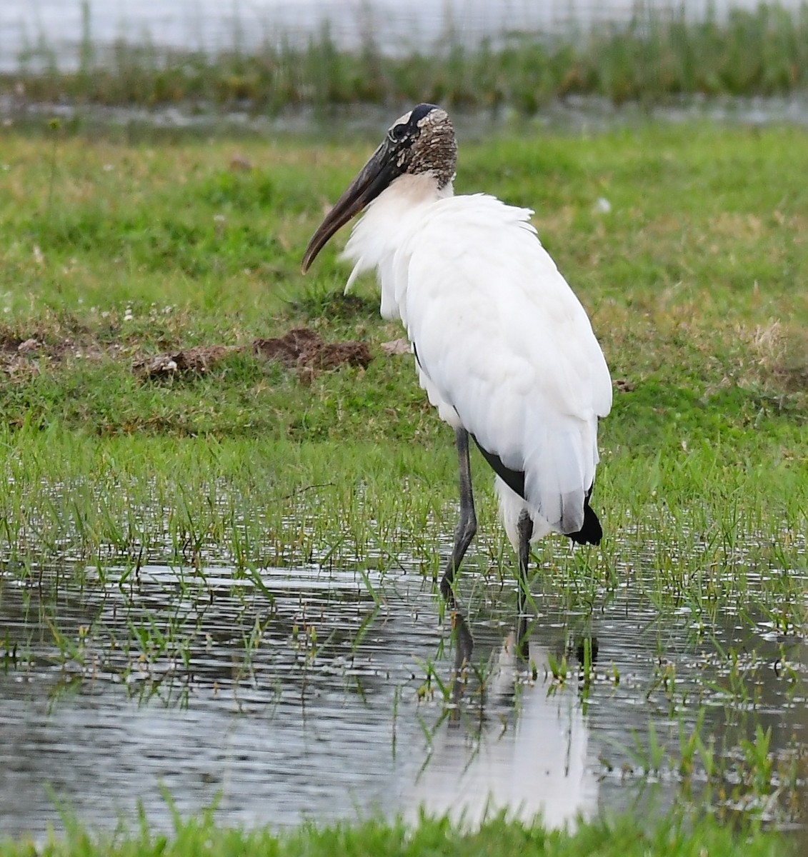 Wood Stork - ML646964533