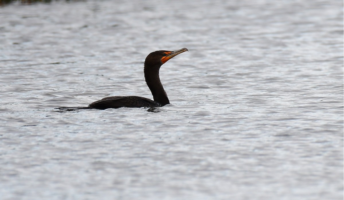Double-crested Cormorant - ML646964537