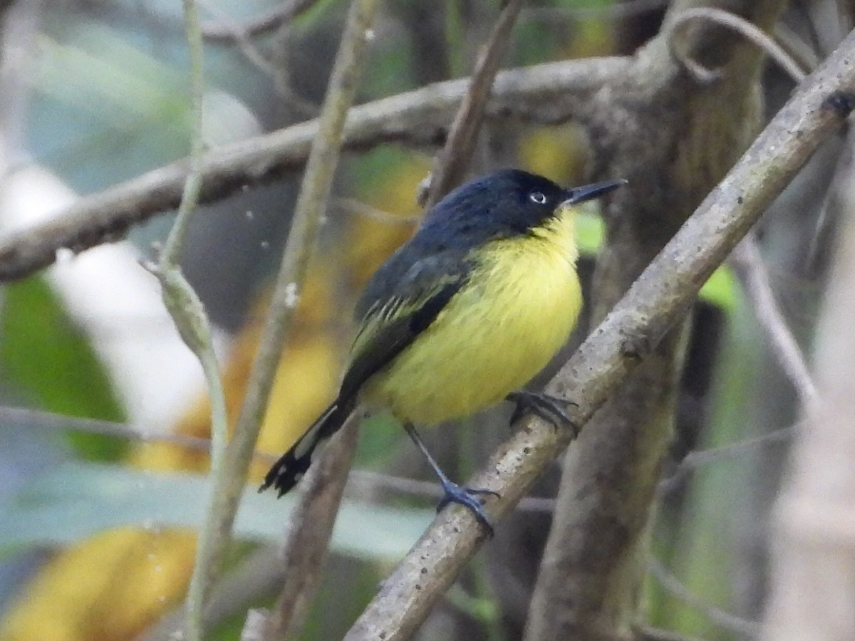 ハシナガタイランチョウ - ML646964540