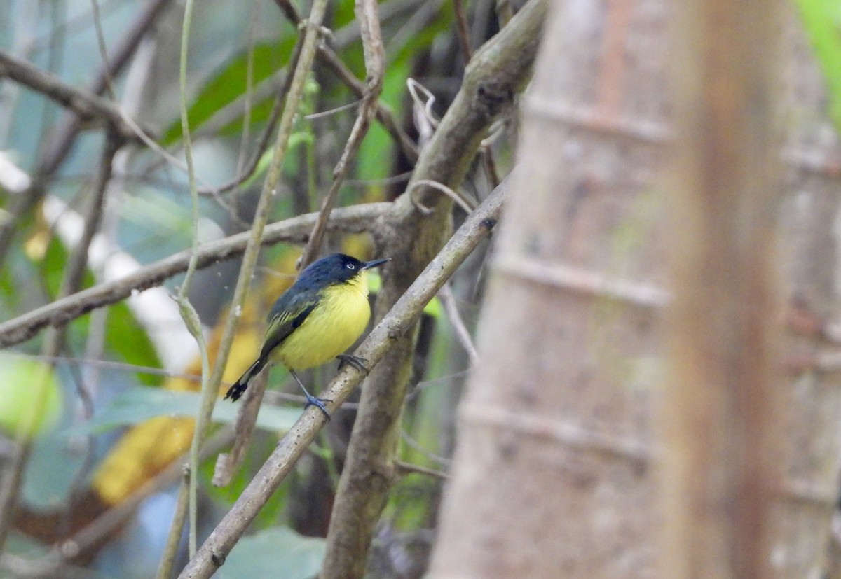 ハシナガタイランチョウ - ML646964541