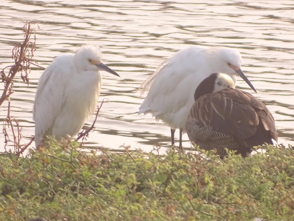 Suirirí Cariblanco - ML646964542