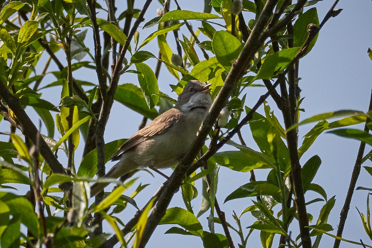 Greater Whitethroat - ML646964543