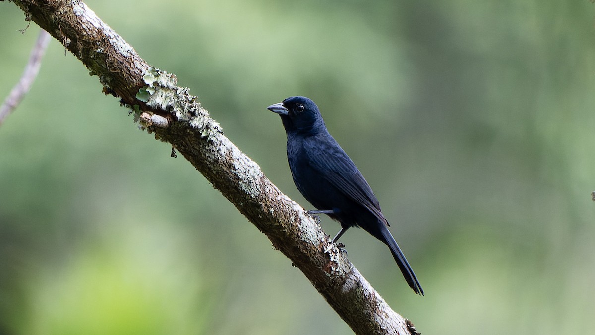 Ruby-crowned Tanager - ML646964544