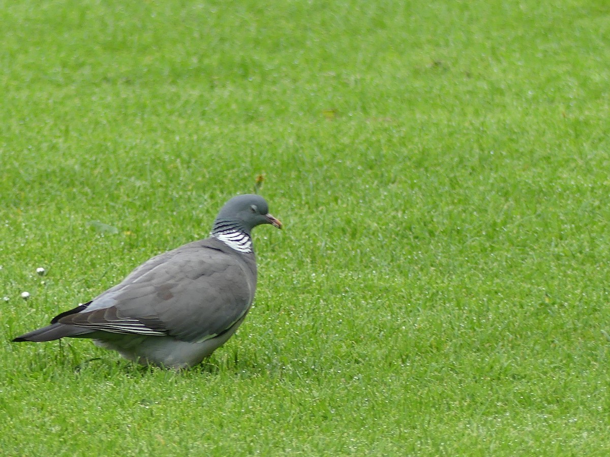 Ойн тагтаа - ML646964547